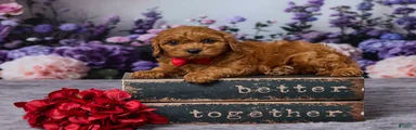 Chewy