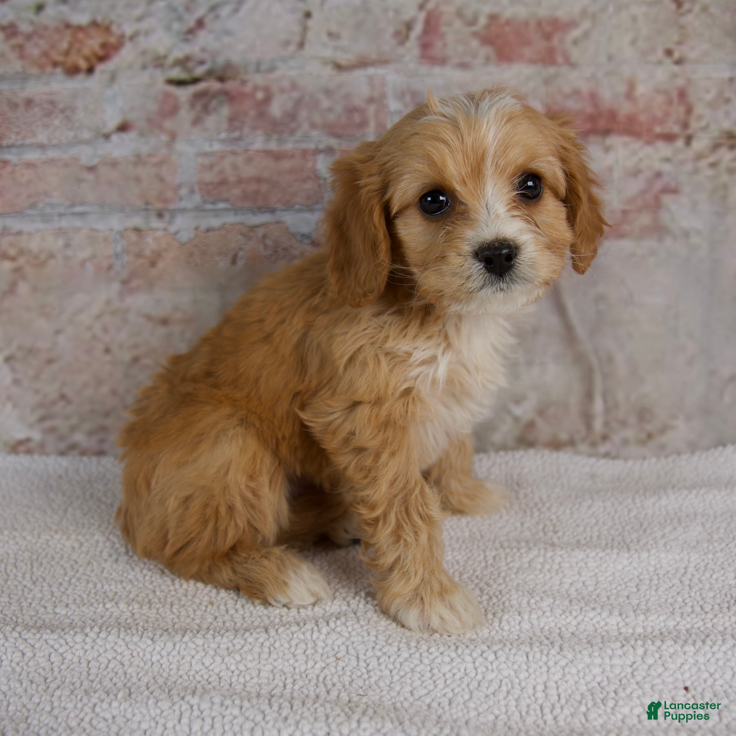 Cavapoo dogs Hugo - Ad 1