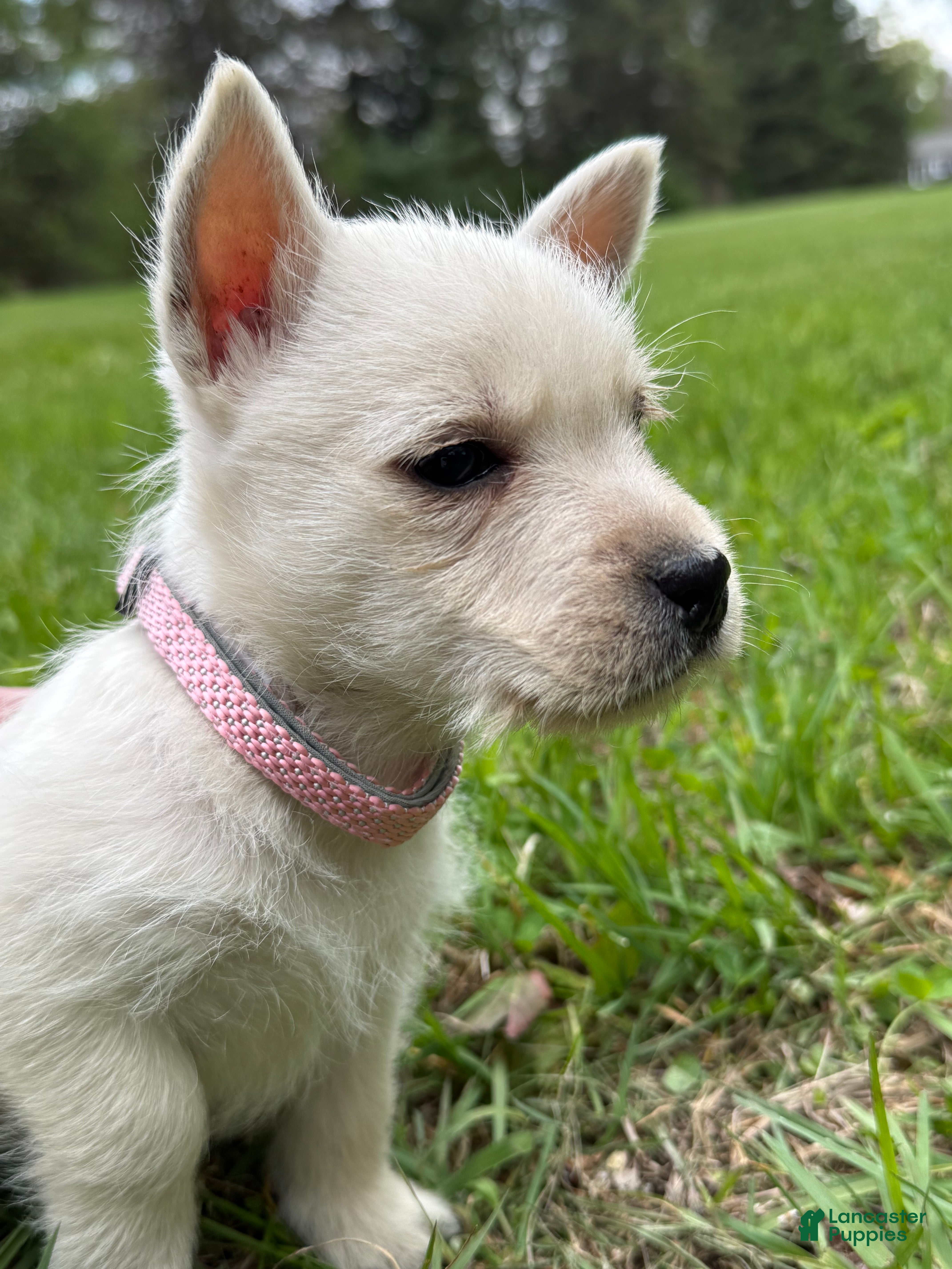 West Highland Terrier dogs for sale: West Highland Terrier Puppy 2 - Ad 4