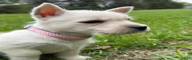 West Highland Terrier Puppy 2