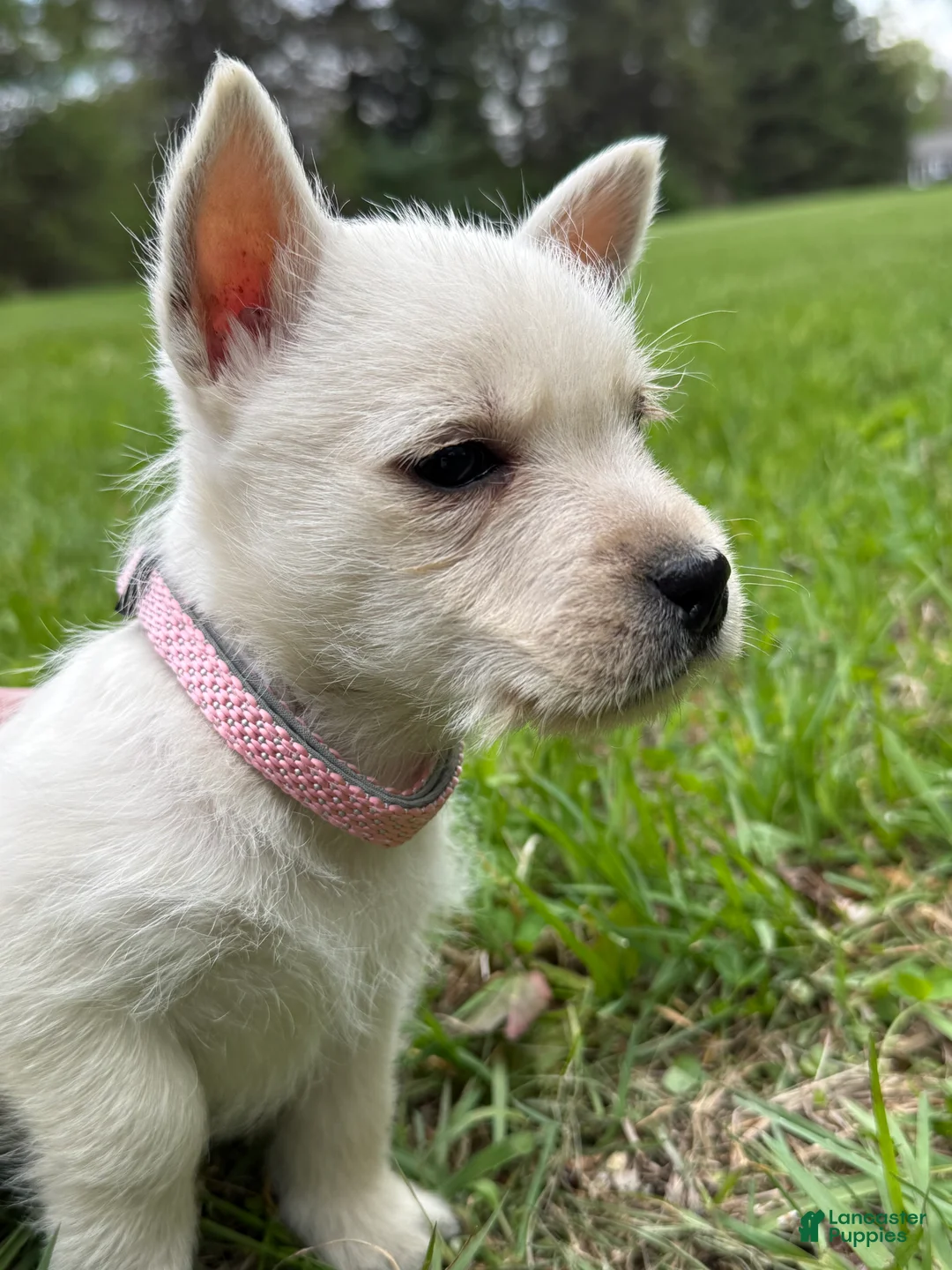 West Highland Terrier dogs for sale: West Highland Terrier Puppy 2 - Ad 1