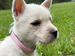 West Highland Terrier dogs for sale: West Highland Terrier Puppy 2 - Ad 4