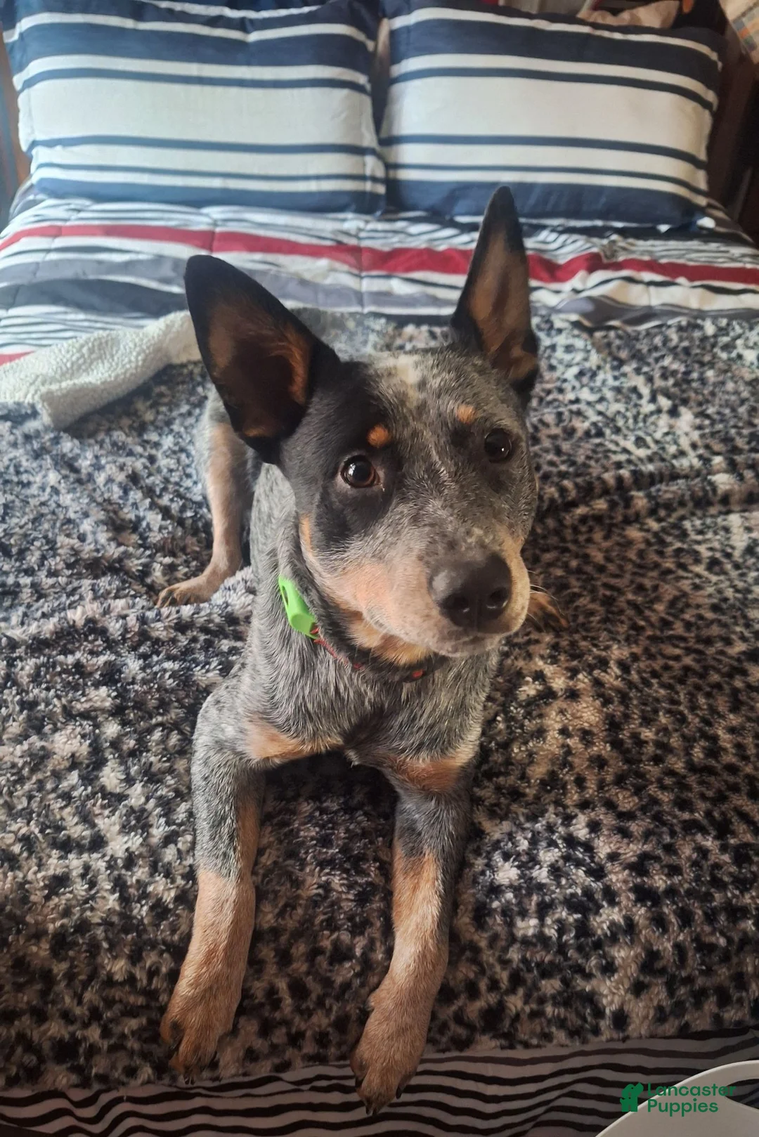Australian Cattle Dog dogs for sale: Australian Cattle Dog 3 - Ad 6