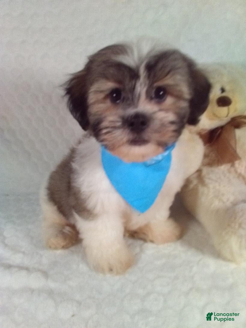 Teddy Bear dogs Cash - Ad 1