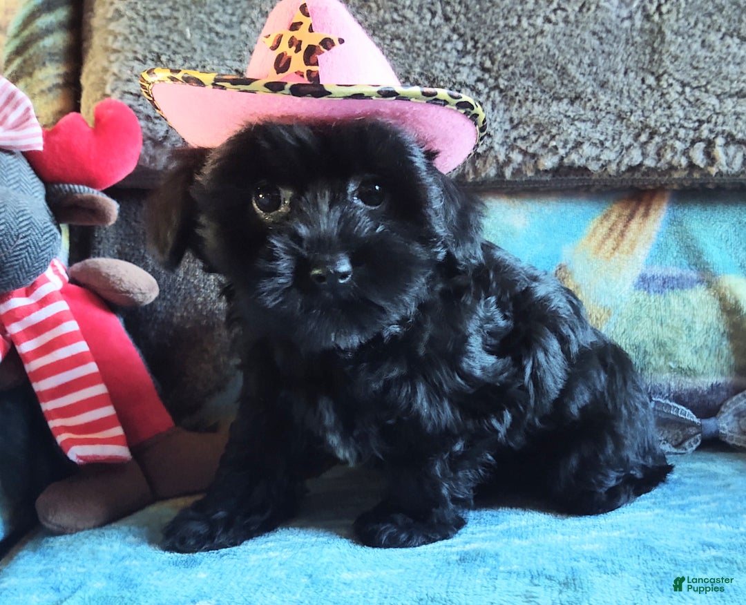 Maltipoo dogs for sale: Rosepop - Ad 6