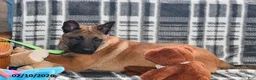 Belgian Malinois dogs for sale: Ivy - Ad 10
