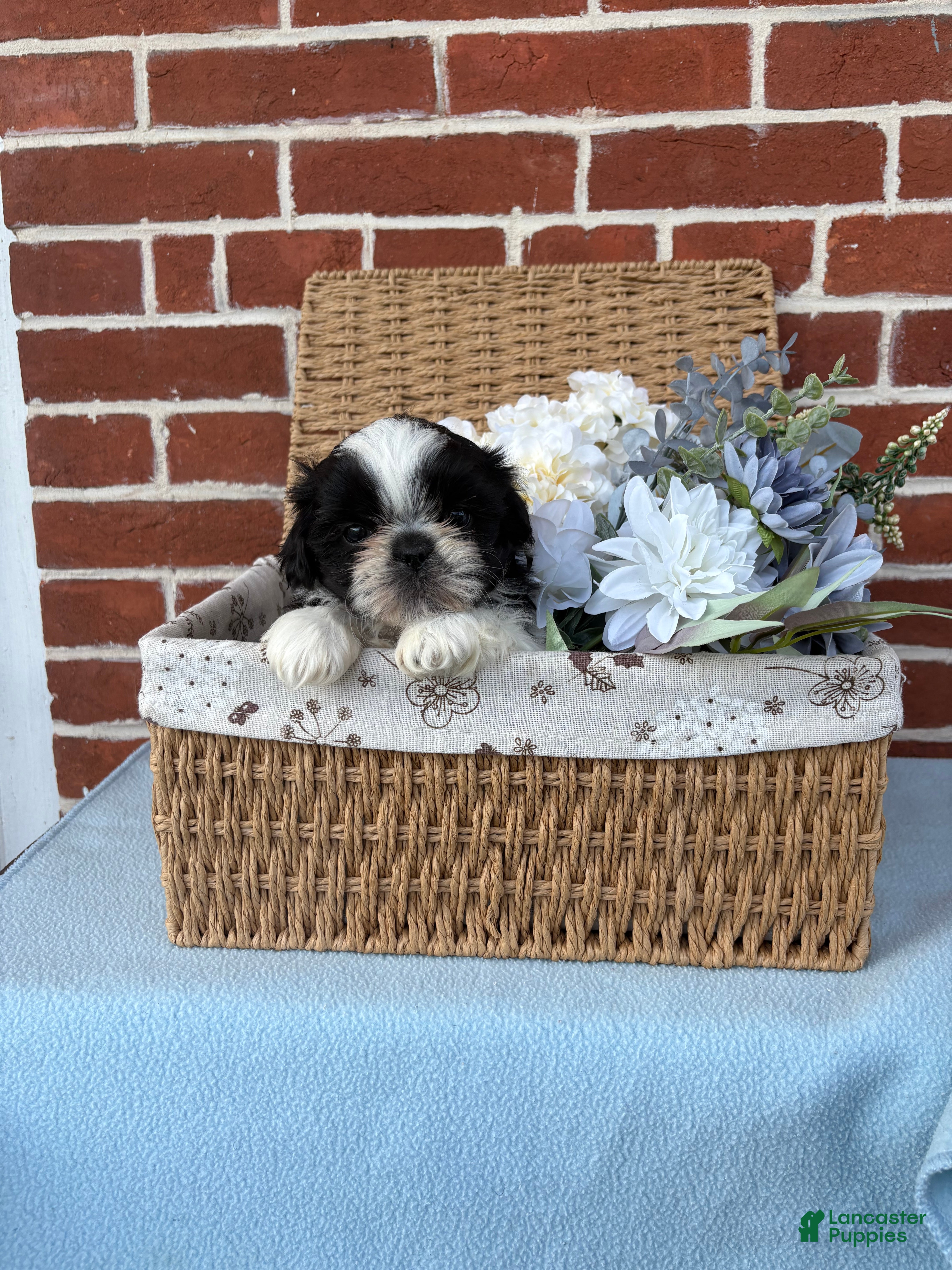Shih Tzu dogs Winston  - Ad 1