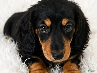 Miniature Dachshund dogs Maple - Ad 20