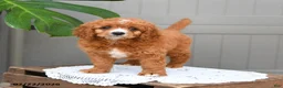 Cavapoo dogs for sale: Smores - Ad 4