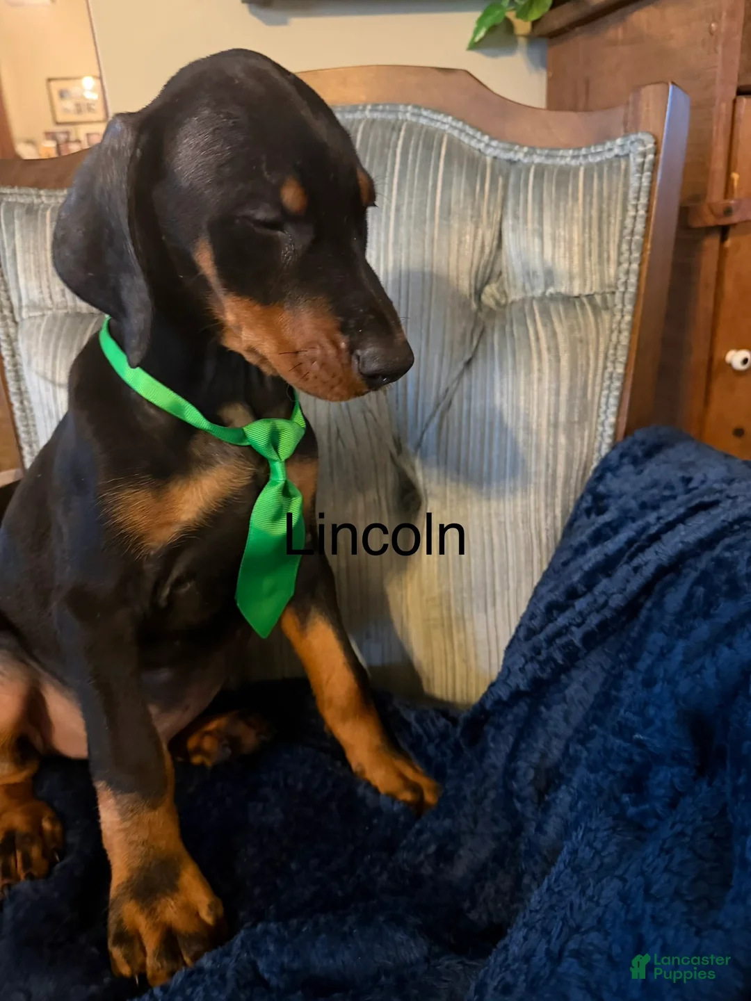Doberman Pinscher dogs for sale: Doberman Pinscher 1 - Ad 1