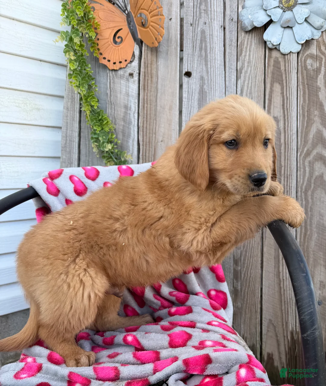 Golden Retriever dogs for sale: Austin - Ad 3
