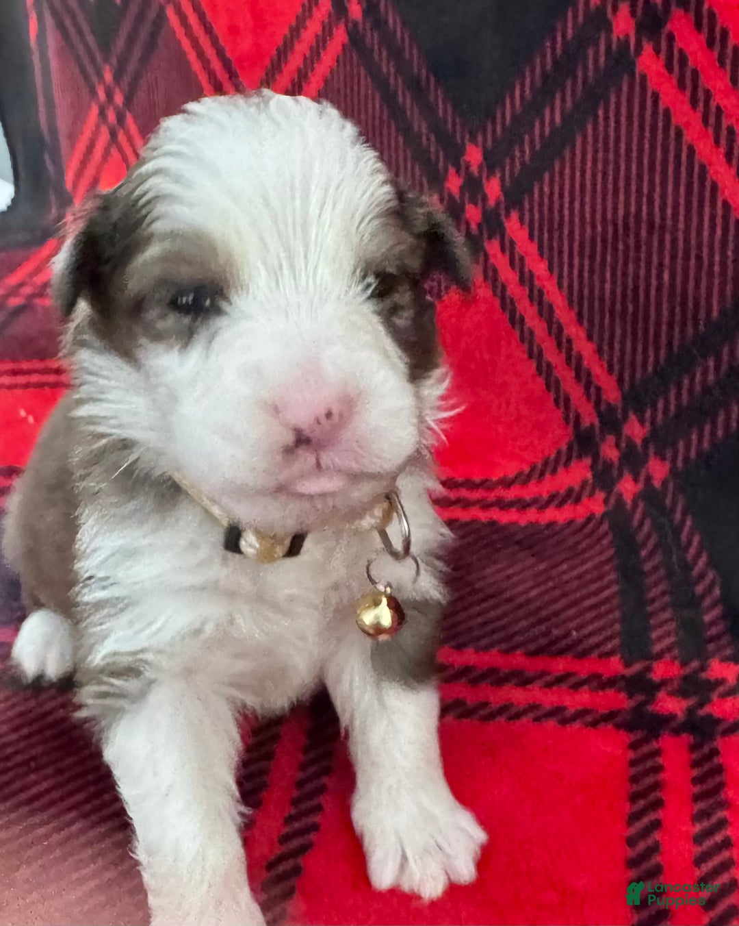 Australian Shepherd dogs for sale: Australian Shepherd Puppy - Tan Collar - Ad 3