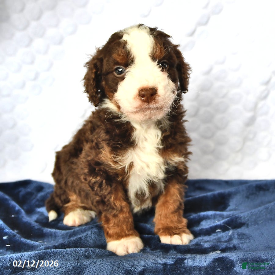 Mini Bernedoodle dogs Cyrus - Ad 2