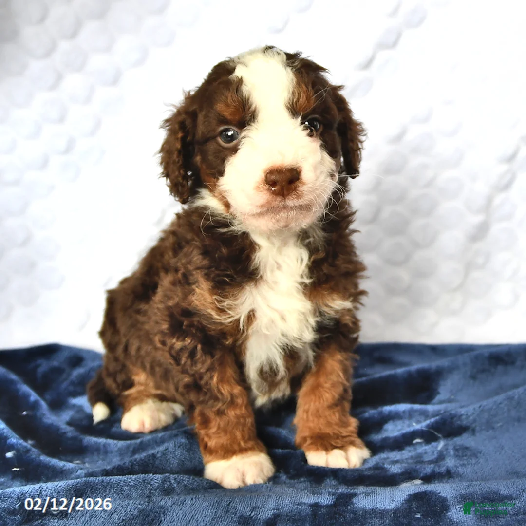 Mini Bernedoodle dogs for sale: Cyrus - Ad 2