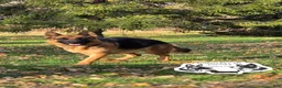 German Shepherd dogs for sale: Bruno - Ad 2
