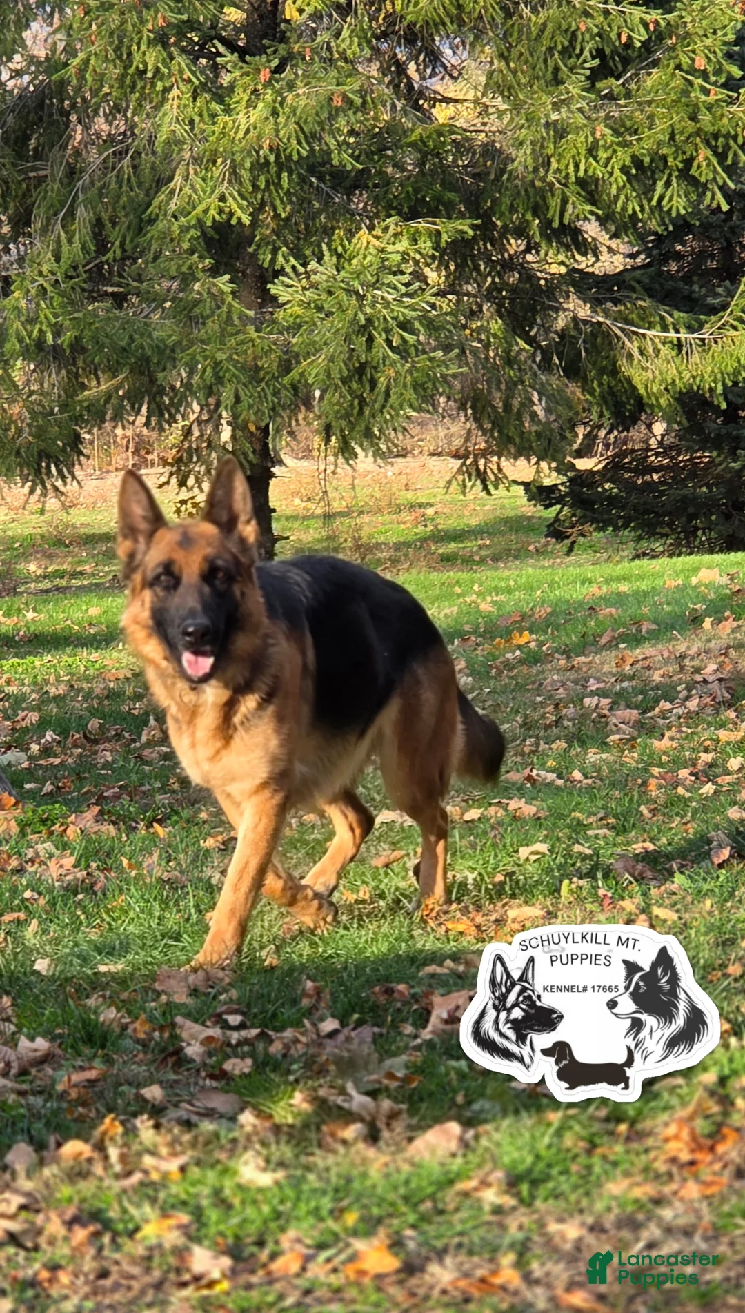 German Shepherd dogs for sale: Bruno - Ad 2