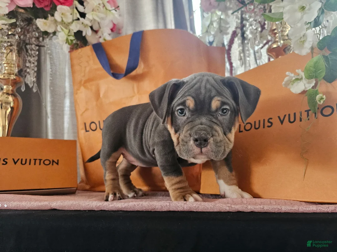 American Bully dogs for sale: Freya - Ad 17