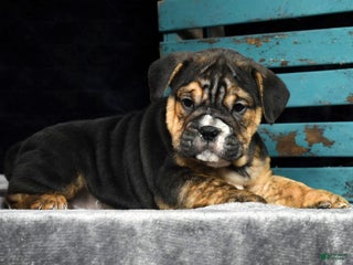 Mixed Breed dogs - Ad 22