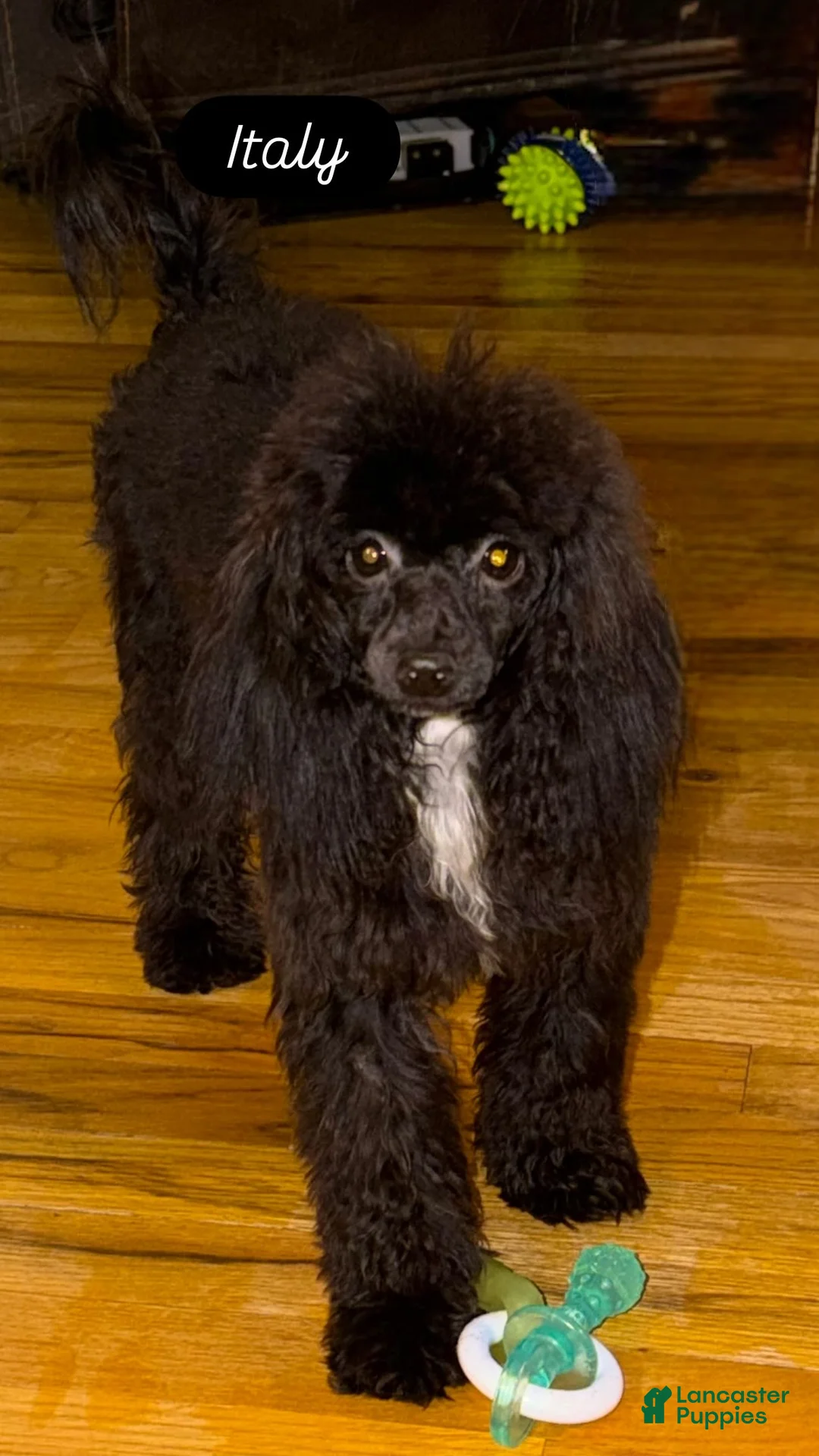 Toy Poodle dogs for sale: Italy  - Ad 2