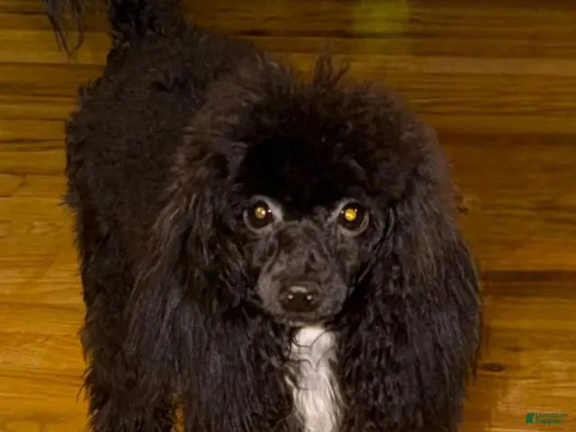 Toy Poodle dogs for sale: Italy - Ad 2