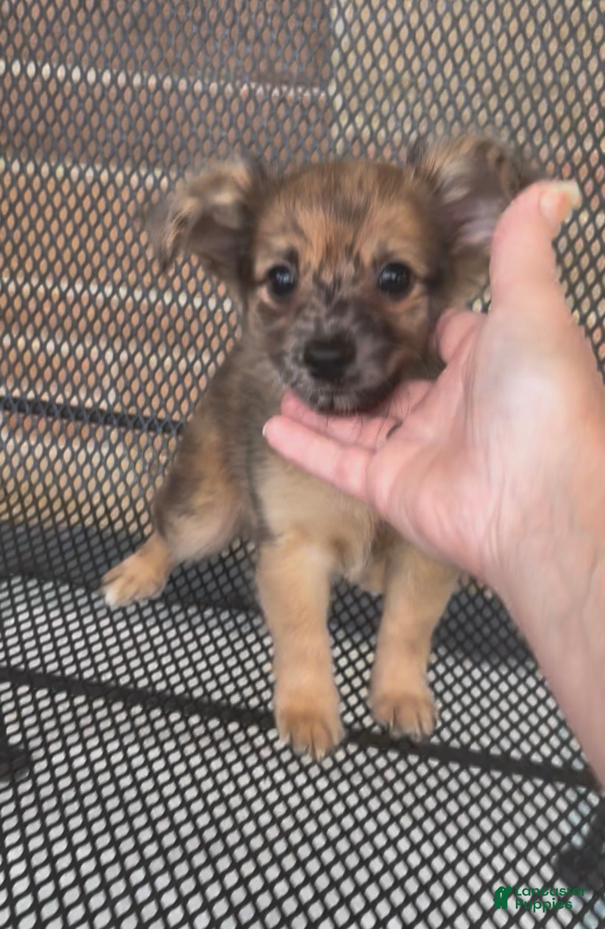Chiweenie dogs T-Rex  - Ad 1