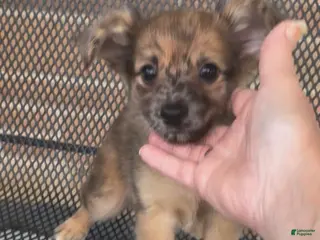Chiweenie dogs for sale: T-Rex - Ad 4