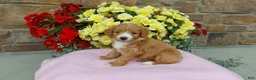 Aussiedoodle dogs for sale: Aussiedoodle 2 - Ad 2