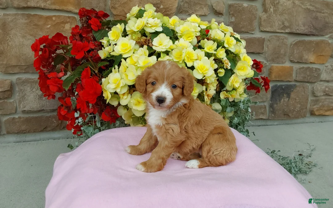Aussiedoodle dogs for sale: Aussiedoodle 2 - Ad 2