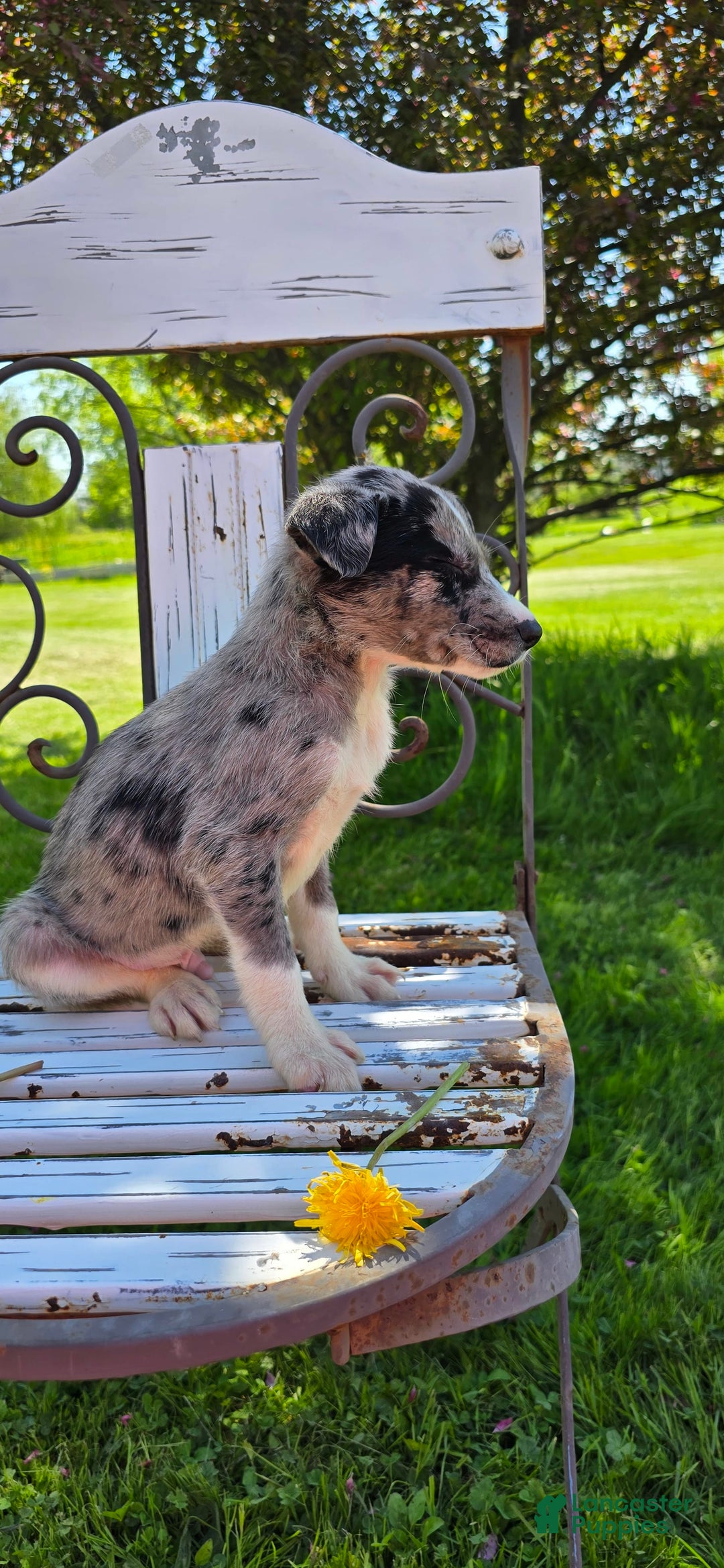 Mixed Breed dogs for sale: Rocky - Ad 10