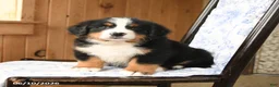 Bernese Mountain Dog dogs for sale: Timothy - Ad 1