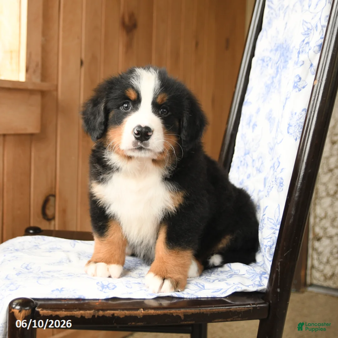 Bernese Mountain Dog dogs for sale: Timothy - Ad 1