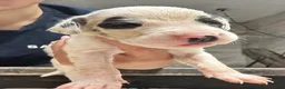 Great Dane dogs for sale: Fonsi - Ad 3