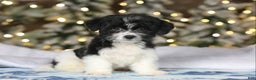 Teddy Bear dogs for sale: Noelle - Ad 48