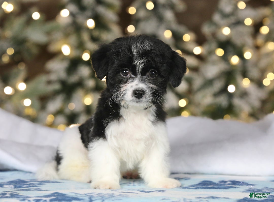 Teddy Bear dogs for sale: Noelle - Ad 48