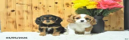 Cavalier King Charles Spaniel dogs for sale: Oscar - Ad 3