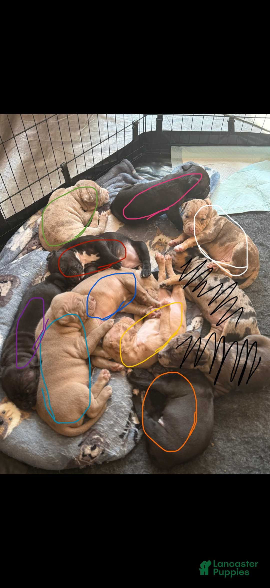 American Bully dogs for sale: King - Ad 23