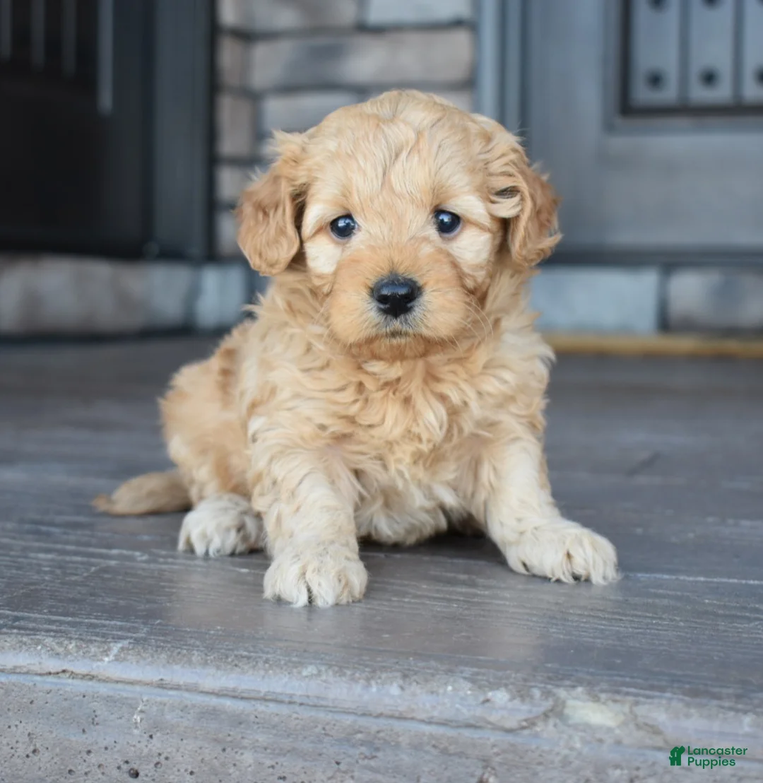 Mini Goldendoodle dogs for sale: Hazel - Ad 2