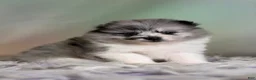 Pomeranian dogs for sale: Chanel - Ad 3