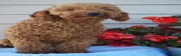 Miniature Poodle dogs for sale: Frankie - Ad 8