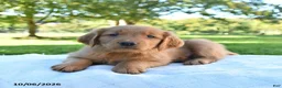 Golden Retriever dogs for sale: Asher - Ad 2