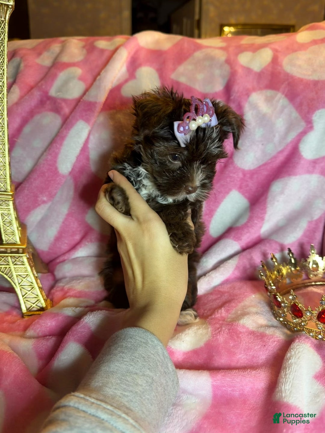 Yorkshire Terrier dogs for sale: Yorkshire Terrier Puppy 4 - Ad 2