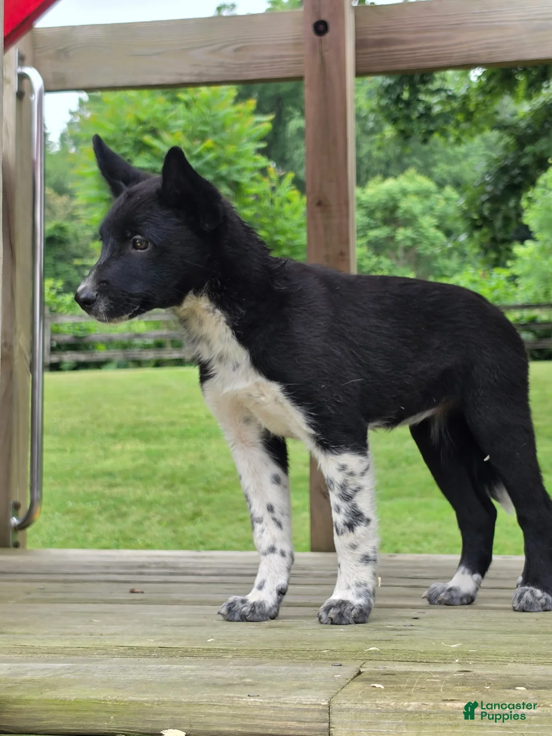 Mixed Breed dogs for sale: Bella - Ad 1