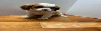 King Charles Spaniel 1