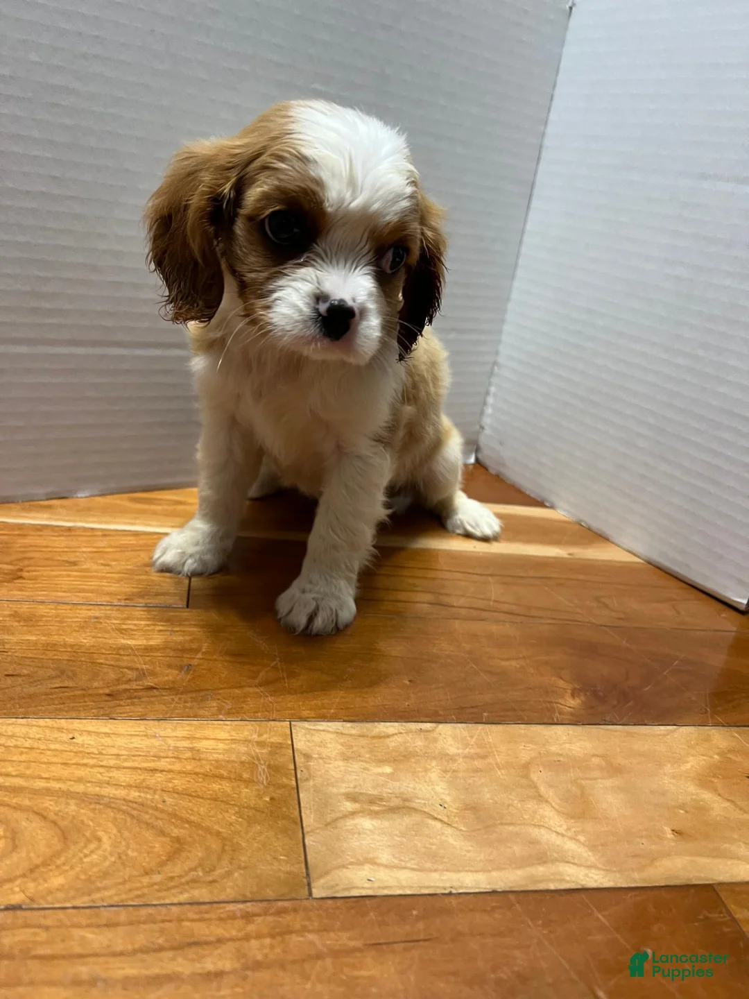 King Charles Spaniel dogs for sale: King Charles Spaniel 1 - Ad 1