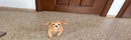 Maltipoo dogs for sale: Cutie  - Ad 3