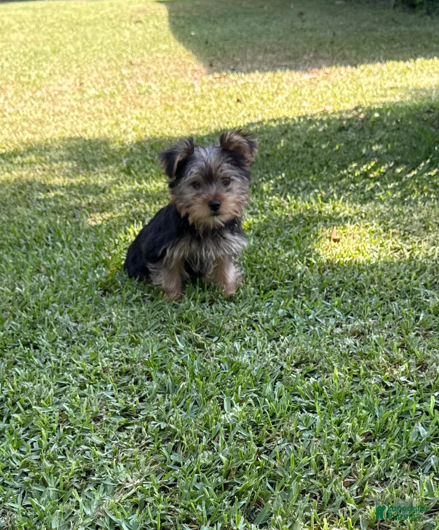 Yorkshire Terrier dogs Yorkshire Terrier 1 - Ad 2
