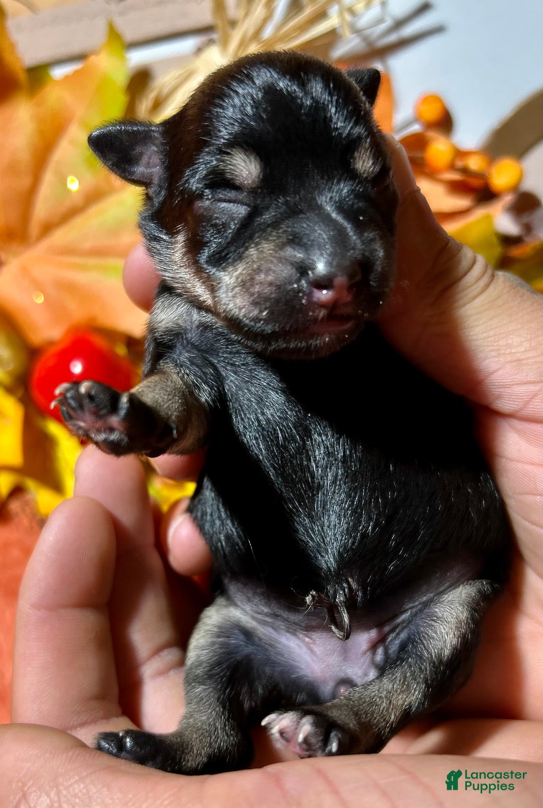 Miniature Schnauzer dogs for sale: ROSIE - Ad 11