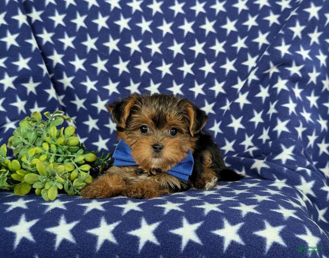 Yorkiepoo dogs for sale: Casey 6 lbs Full Grown - Ad 6