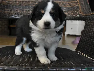 Miniature Australian Shepherd dogs Daisy - Ad 40