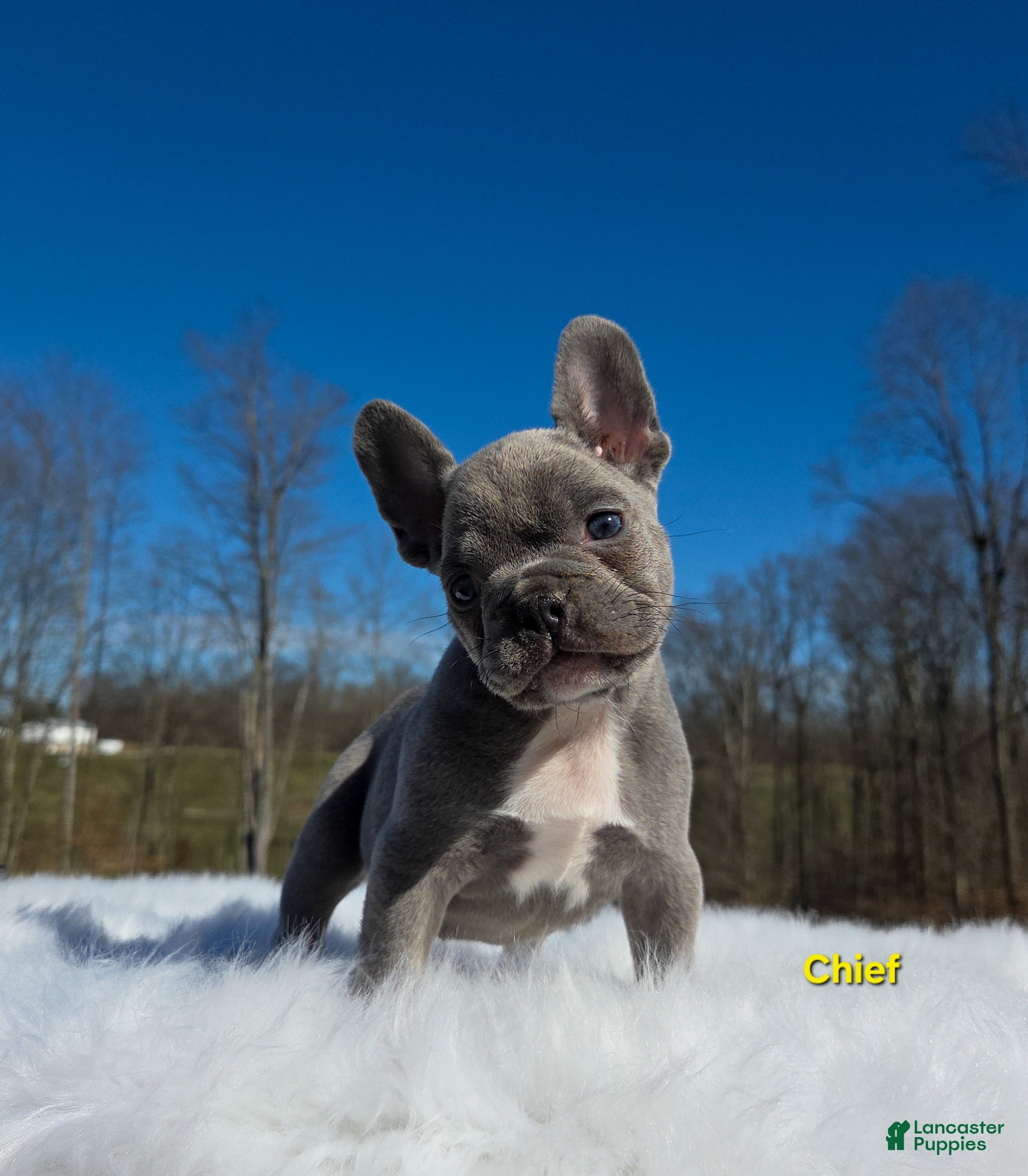 French Bulldog dogs Chief  - Ad 1